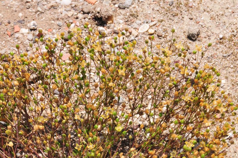 Sagina apetala / Sagina senza petali
